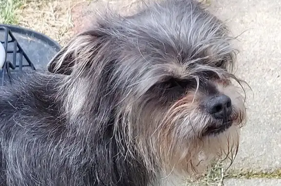 Lost and found pets Albany, photo: Found male dog, Kenosha Street, Albany - dark gray with some white and tan