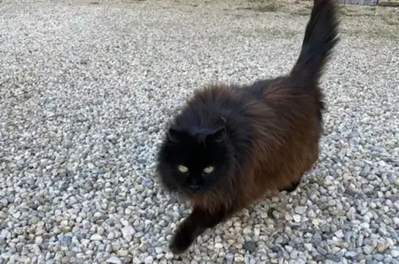 Animaux trouvés Paris, photo: Trouvé chat femelle, Rue Bergerat, Boyer, Paris
