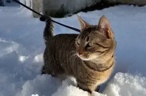 Chat perdu, Montceau-les-Mines, photo: Perdu Chat, Rue de Nantilly, 9, Montceau-les-Mines - tête de bébé, un an