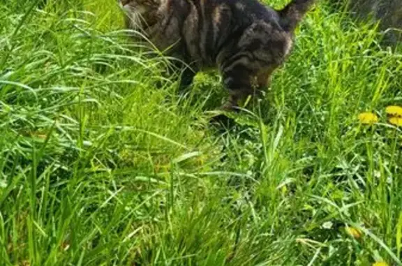 Chat trouvé Vert-en-Drouais, photo: Trouvé chat mâle, Rue du Trésor, Vert-en-Drouais - très câlin et ronronnant