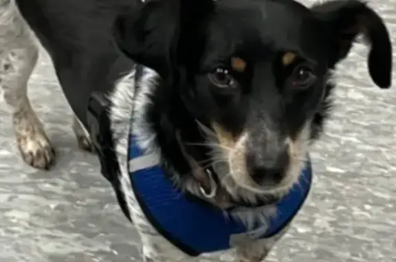 Lost female dog, South Tryon Street, 105, Charlotte - grey/black spots - photo