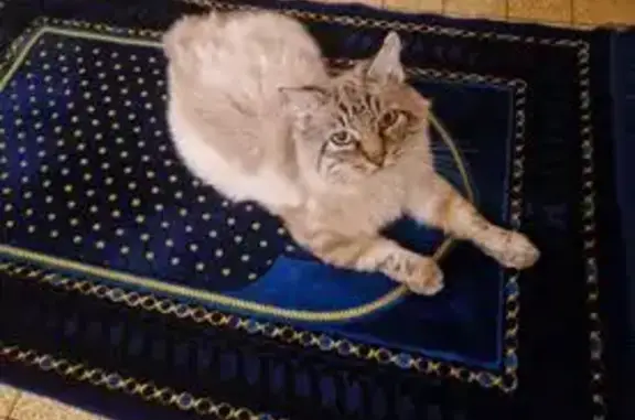 Chat perdu, Villeneuve-sur-Lot, Paris - photo