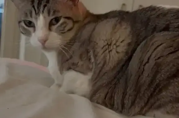 Missing cat Arlington, photo: Lost female cat, Cedar Avenue South, 3736, Minneapolis - white with brown stripes