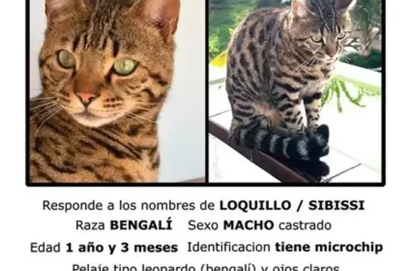 Perdido gato masculino, Jesús, Ibiza - raza bengalí - photo