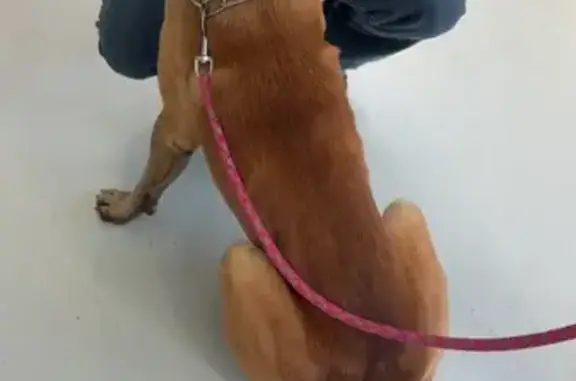 Chien trouvé Courcy, photo: Chien trouvé, Les Gabriolleries, Courcy - mâle malinois
