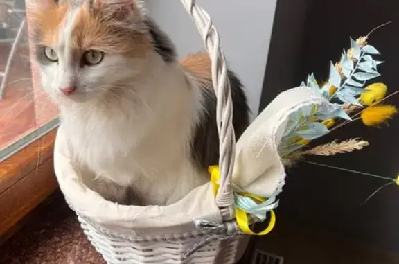 Зникла кішка, Дрогобицька вулиця, 14, Львів - боїться чужих людей - photo