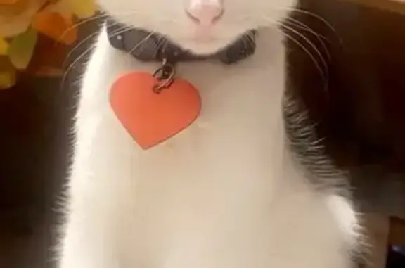 Lost male cat, Gann Road, Soddy-Daisy - white with black spots - photo