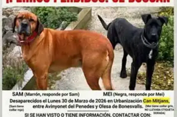 Perdido perro hembra, Can Mitjans, Barcelona - photo