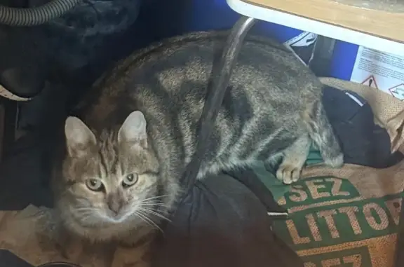 Animaux trouvés Nice, photo: Trouvé Chat Femme, Le Bar-sur-Loup, Nice - chatte européenne
