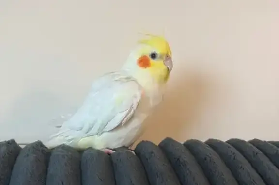 Lost and found pets Honolulu, photo: Lost female bird, Kalākaua Avenue, Honolulu - lutino cockatiel