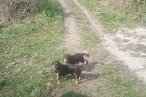 Зник чоловічий собака, вулиця Шевченка, Великі Пріцьки - чорний з білою плямою на грудях - photo