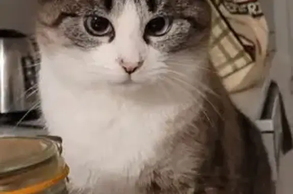 Animaux perdus Moréac, photo: Perdu Chat, Rue de l'Église, Évellys - Femme peureuse, pucée