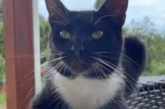 Chat perdu, Marseille, photo: Perdu Chat homme, La Clôture, Lamballe-Armor - noir et blanc pucé