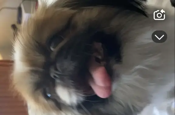 Lost female dog, Oak Lawn, Illinois - pink harness - photo