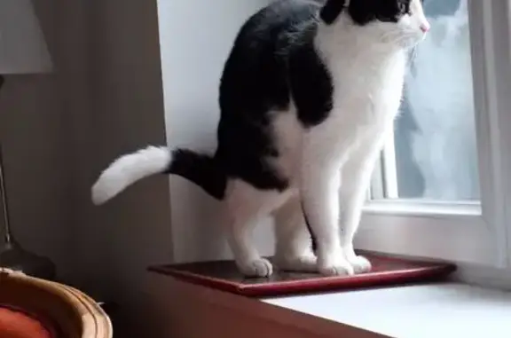 Chat perdu, Impasse Scalbert, Lille - taches blanches et noirs - photo
