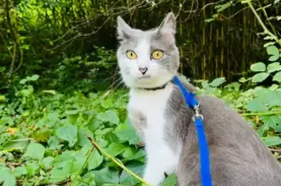 Perdu Chat Femelle, Rue des Billets, Henrichemont - grise et blanche - photo