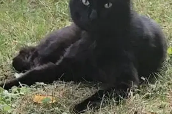 Animaux perdus Lagny-sur-Marne, photo: Perdu chat homme, Chemin Perdu, 5, Lagny-sur-Marne - tâche blanche sur poitrail