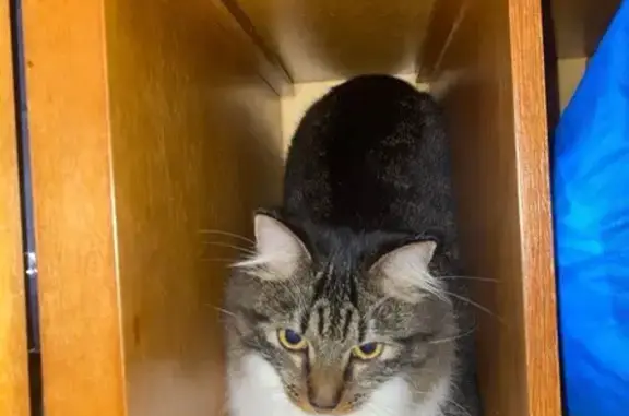 Gato desaparecido Fêmea (brl002558) - photo