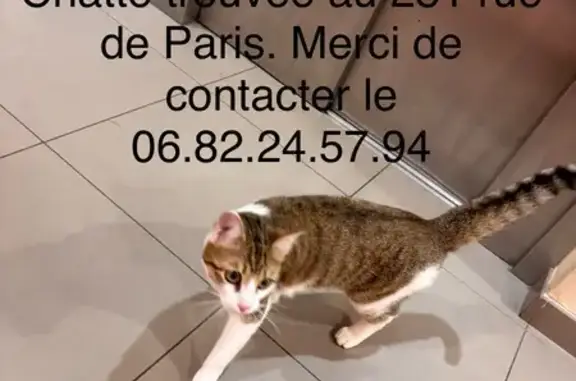 Animaux trouvés Paris, photo: Trouvé chat femme, Rue de Paris, Gex - habituée au contact humain