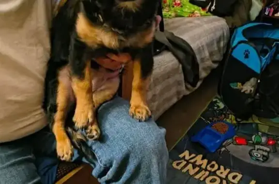 Lost female dog, East Sahara Avenue, Las Vegas - photo