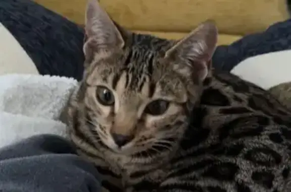 Animaux perdus Paris, photo: Chat perdu, Chambly, Hauts-de-France - femelle très craintive