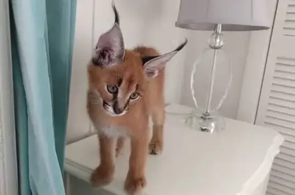 Gato desaparecido Macho (brl002559) - photo