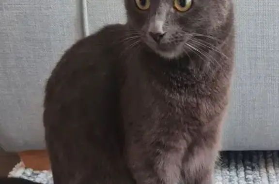 Lost female cat, Victoria Road, Wimborne Minster - grey with soft coat - photo