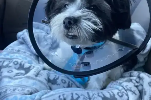 Lost male dog, Cedar Ridge Trail, Lawrenceville - white with black spots - photo