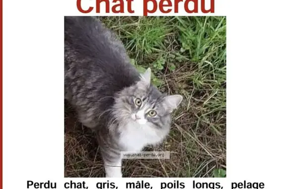Perdu Chat, Rue Claude Pernès, Rosny-sous-Bois - très grand et costaud - photo