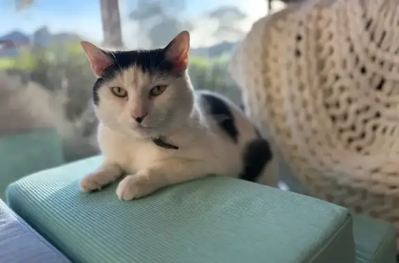 Lost pets Melbourne, photo: Lost male cat, Coco Parade, Frankston - timid and won't let anyone approach