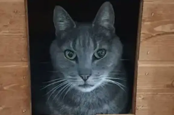 Animaux perdus La Chapelle-Saint-Luc, photo: Chat perdu, Impasse Jules Ferry, La Chapelle-Saint-Luc - tigré gris, nécessite traitement