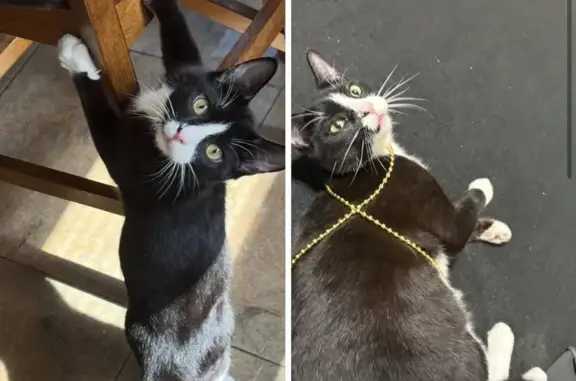 Lost male cat, Elm Avenue, Portsmouth - black and white with a pink nose - photo