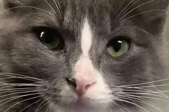 Lost male cat, Idlewild Drive, Evansville - long haired, green collar with flowers - photo