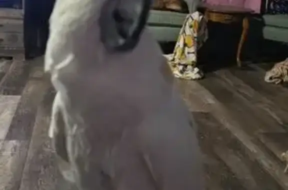 Lost and found pets Haysville, photo: Lost female bird, East 71st Street South, Haysville - white umbrella cockatoo