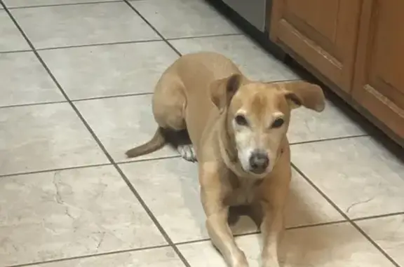 Lost male dog, Williamsburg Circle, Northborough - 12-year-old dachshund mix - photo