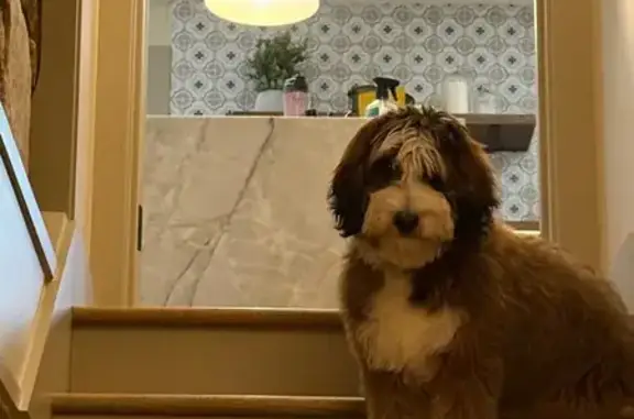 Missing dog Edneyville, photo: Lost female dog, Saint Pauls Road, Edneyville - 5 month old brown bernadoodle