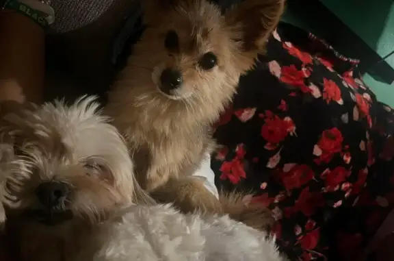 Lost male dog, Nicoll Avenue, 22, Central Islip - brown fur - photo