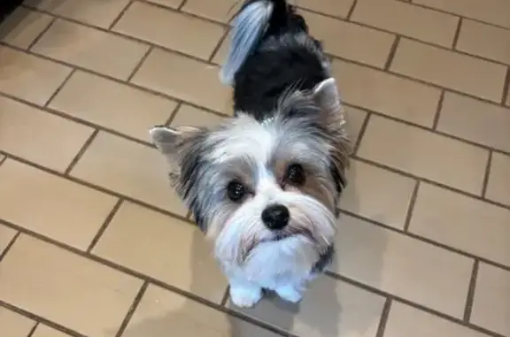 Lost female dog, West Hampton Street, Pemberton - black and white, 5lbs - photo