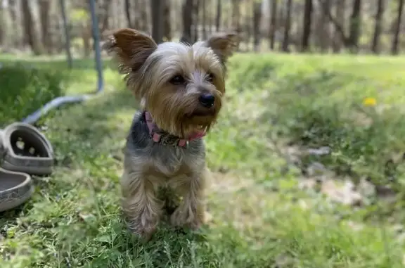 Lost female dog, Wayside Farm Road, Havana - purple collar with Pawscout tag - photo