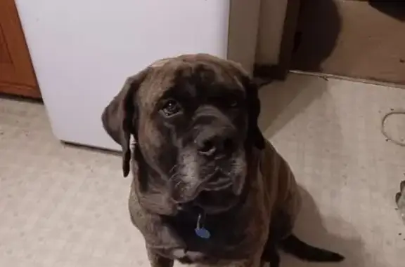Lost male dog, Witzke Road, Latham - Brindle English Mastiff - photo