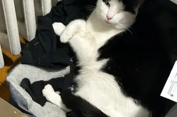 Missing cat Minneapolis, photo: Lost male cat, Southeast Como Avenue, Minneapolis - missing left eye