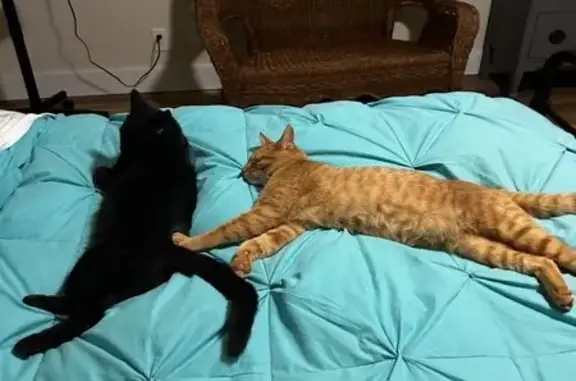 Missing cat Heber Springs, photo: Lost male cat, Ramp Lane, 51, Heber Springs - orange tabby with seresto flea collar