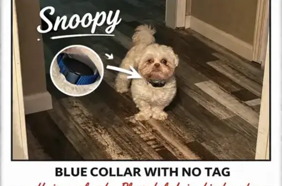 Lost male dog, George Washington Boulevard, Wichita - photo