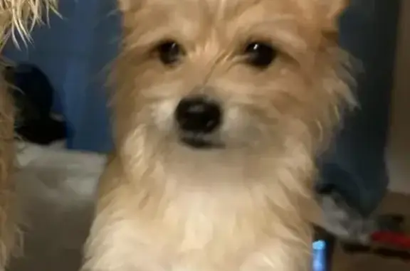 Lost male dog, North Guilford Drive, San Antonio - photo