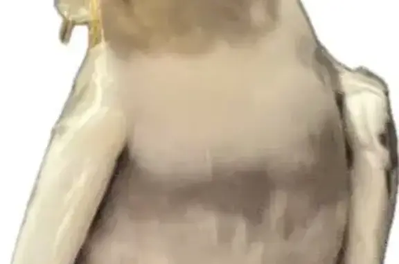 Lost male bird, Rosslyn Street, Yarra - yellow head and orange face - photo