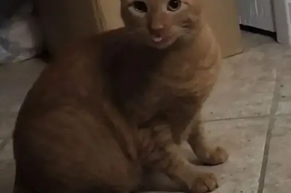 Missing cat Satellite Beach, photo: Lost male cat, Dunmore Court, Satellite Beach - yellow and skittish