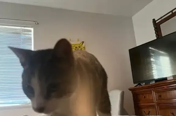 Lost male cat, 20th Street North, Arlington - tabby with a white belly - photo