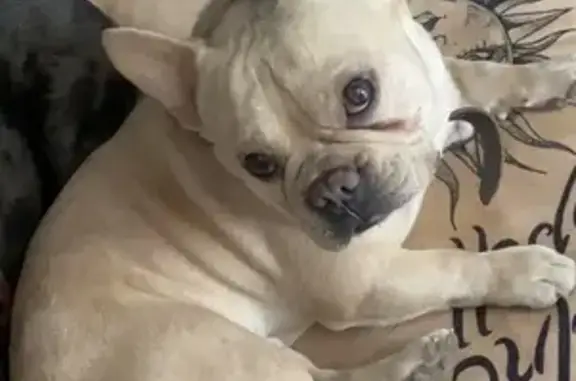 Lost male dog, Green Valley Ranch Boulevard, Denver - photo