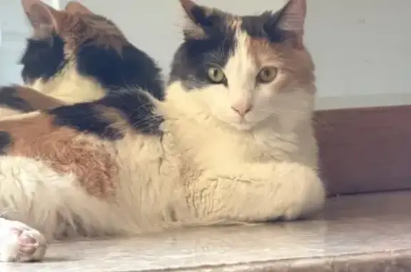 Lost female cat, Tempe, Arizona - calico, microchipped - photo