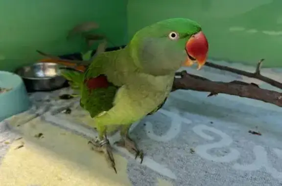 Found bird, Flemington, Melbou...